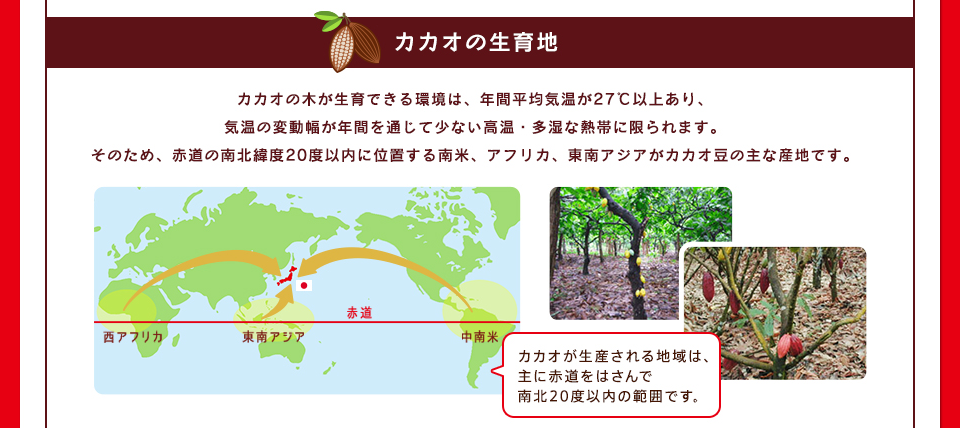 カカオの生育地:カカオの木が生育できる環境は、年間平均気温が27℃以上あり、
気温の変動幅が年間を通じて少ない高温・多湿な熱帯に限られます。
そのため、赤道の南北緯度20度以内に位置する南米、アフリカ、東南アジアがカカオ豆の主な産地です。