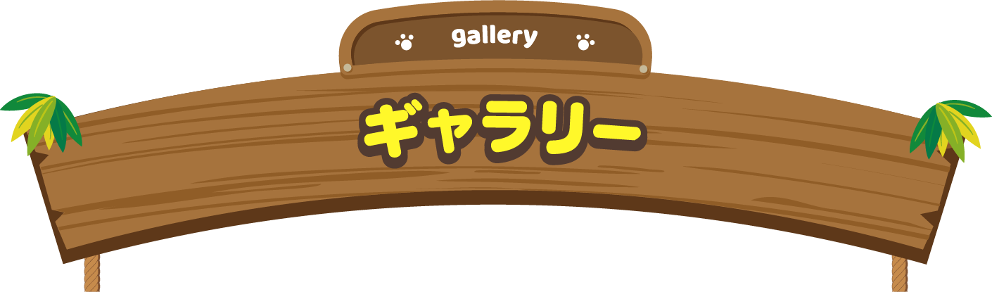 ギャラリー | オリジナル コアラのマーチ